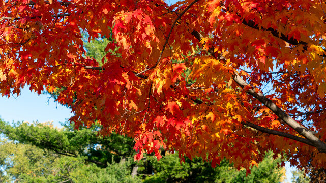 Golden Hour Autumn Leaves Framed by Lush Green Trees