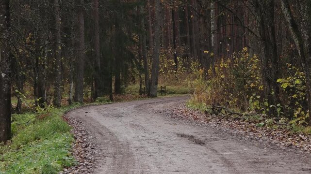 Curving dirt path through autumn forest with fallen leaves and trees, showcasing the natural beauty of the landscape in a serene setting