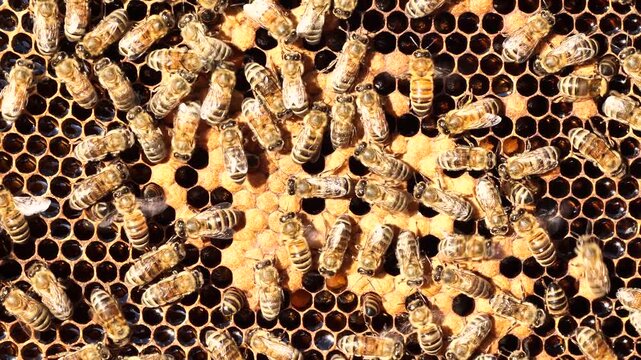 Active work of bees during honey collection. Inside the hive, the bees create a honeycomb of wax and convert the nectar into honey. 