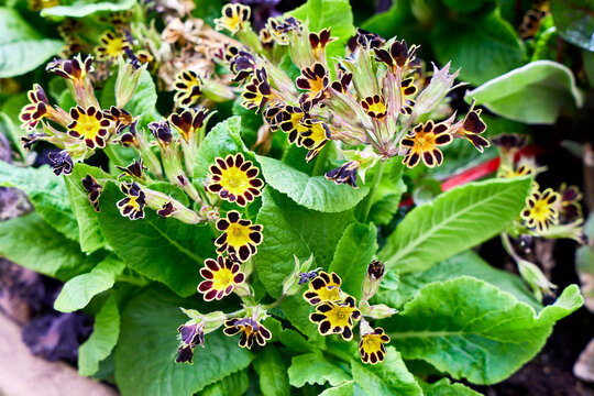 Stunning Gold-laced Primrose (Primula 'Gold Lace') blooming in a spring garden. Unique dark maroon flowers with bright yellow centers and delicate golden edges on green leaves.