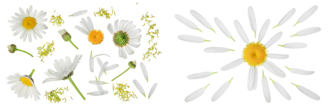 chamomile or daisies isolated on white background with  full depth of field. Set or collection.