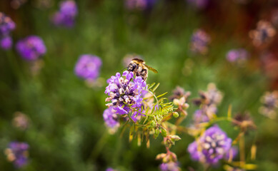 trzmiel © Marcin
