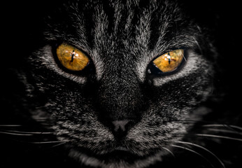 kocur © Marcin