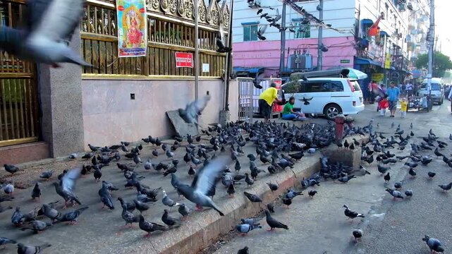 Pigeons on the street, Little India, Yangon, Myanmar