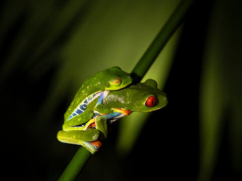 amplexo de rana ojos rojos sobre fondo iluminado, Costa Rica.