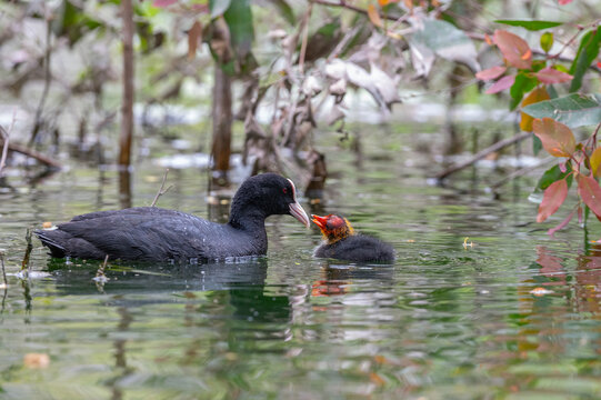 An adult grebe feeding its chick in the water with food in its beak.