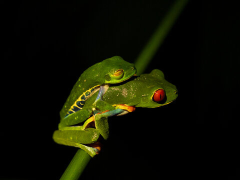 amplexo de ranas de ojos rojos sobre fondo negro, Costa Rica.