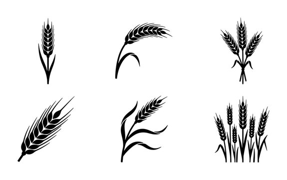 Wheat ear black silhouette icons, organic grain stalk vector set, agricultural cereal plant symbols for bakery and flour packaging design