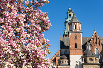 Wawel Cathedral and Wawel Royal Castle complex in spring in Krakow with magnolia tree in the foreground. The most historically and culturally significant site in Poland. Krakow, Poland © Aneta