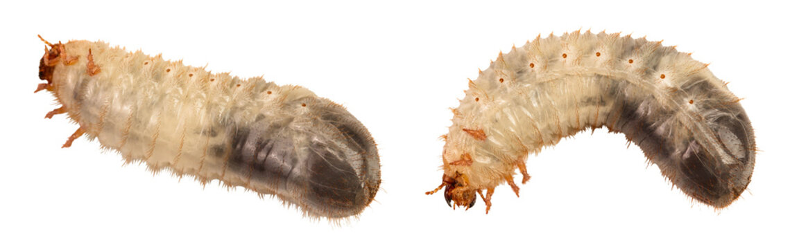 Larva of a may beetle isolated on a white background. Larva of cockchafer