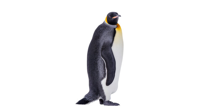 Isolated adult emperor penguin standing gracefully, majestic wildlife animal in profile