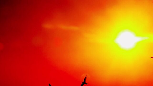A flock of seagulls flies in silhouette across a warm orange sunset sky, creating soft motion against a smooth gradient backdrop, capturing a peaceful coastal atmosphere at dusk