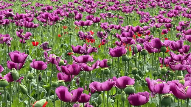 Vibrant purple tulip field with green stems and a few red poppies, bright spring daylight creates a fresh uplifting mood, ideal for nature and garden themes