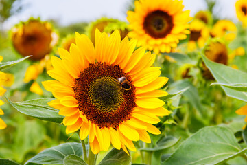 Obraz premium Bees visit sunflowers in a bright field during a warm afternoon in late summer