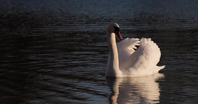Slow motion of white mute swan swimming on lake water during sunset with wind vibrating delicate feathers on its wings