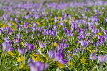 Fototapeta premium Purple flowers cover the ground in a bright field during spring in a sunny location