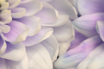 Naklejka premium Smoke close-up selective soft focus cream beige, lilac, violet chrysanthemums Flower bud, Petals. Natural art blur macro background.