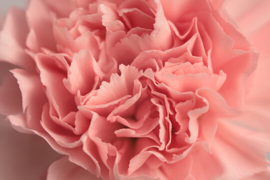 Smoke Close-up selective soft focus cream beige pink carnation Flower bud, Petals. Natural art blur macro background.