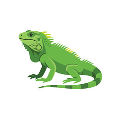 Obraz premium Simple flat illustration of an iguana, solid colors, white background
