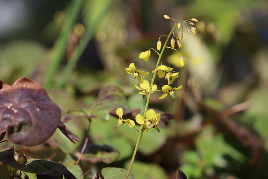 Yellow flowers of Epimedium pinnatum ssp. colchicum (Horny Goat Weed) in spring garden