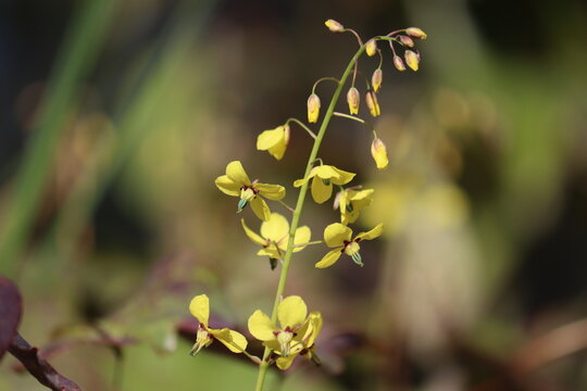 Yellow flowers of Epimedium pinnatum ssp. colchicum (Horny Goat Weed) in spring garden