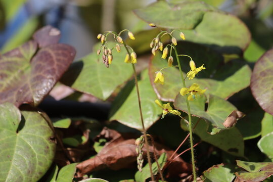 Yellow flowers of Epimedium pinnatum ssp. colchicum (Horny Goat Weed) in spring garden