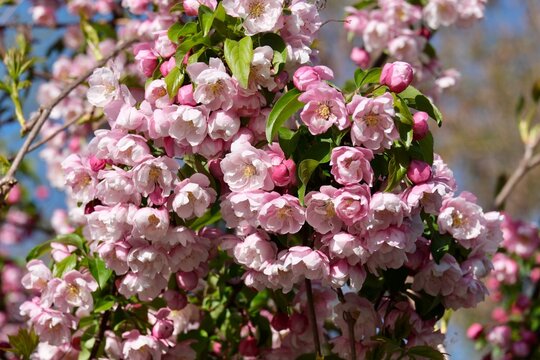 The magnificent blossoms of the crabapple (Malus) in Frankfurt am Main, Germany