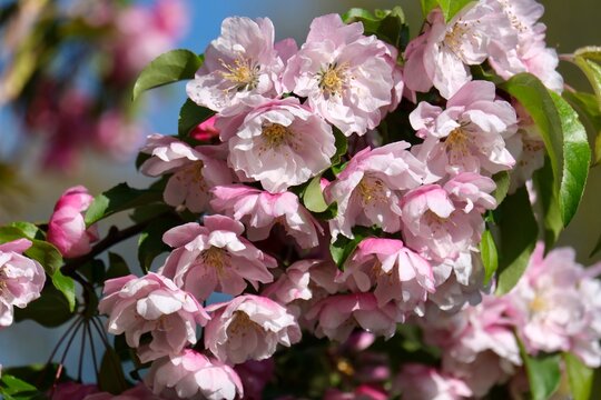 The magnificent blossoms of the crabapple (Malus) in Frankfurt am Main, Germany