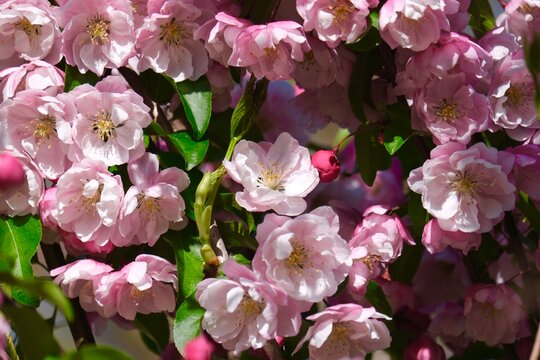 The magnificent blossoms of the crabapple (Malus) in Frankfurt am Main, Germany