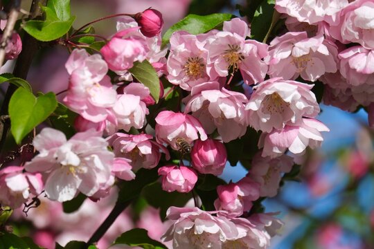 The magnificent blossoms of the crabapple (Malus) in Frankfurt am Main, Germany