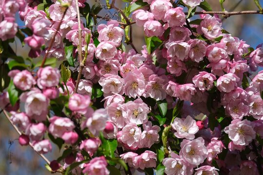 The magnificent blossoms of the crabapple (Malus) in Frankfurt am Main, Germany
