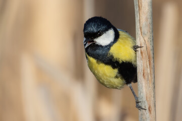 Obraz premium Kohlmeise (Parus major) im Schilf auf Schilfrohr mit unscharfem Hintergrund