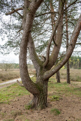 Fototapeta premium Twisted Pine Tree Stands Prominently in the Field Surrounded by Grass and Other Trees on a Cloudy Day