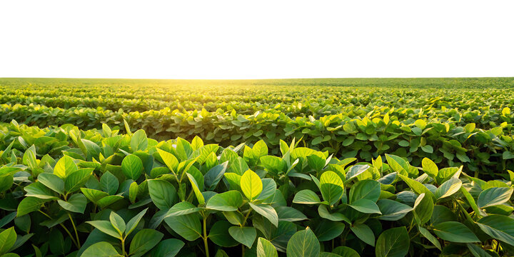 Lush green soybean field rows stretching towards the horizon under warm golden hour sunlight representing sustainable agriculture and food production isolated on a transparent background