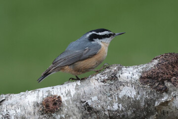 Obraz premium Rosebreasted nuthatch on branch