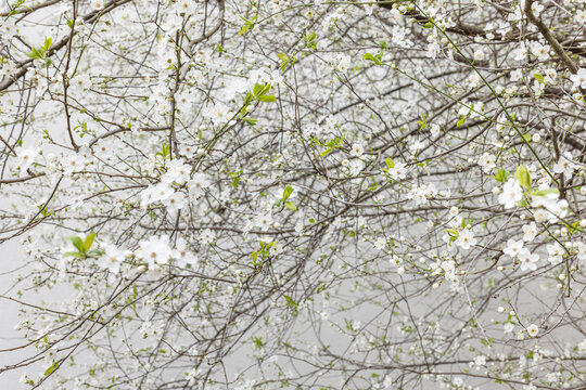 blossom background
