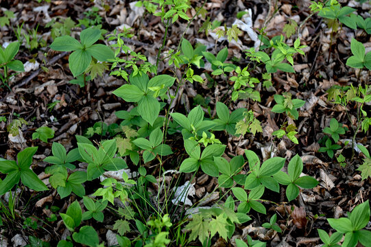 Paris quadrifolia in bloom. It is commonly known as herb Paris or true lover's knot