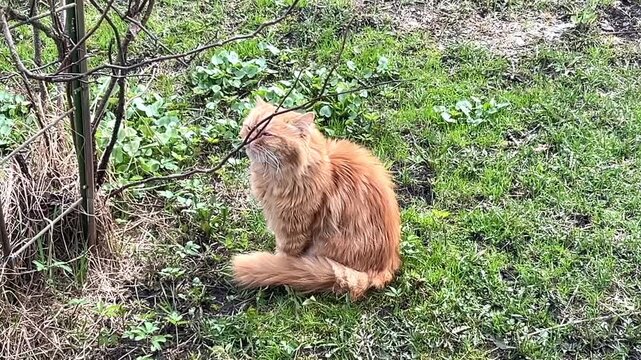 Orange cat resting in the grass. Pet, relaxation, outdoor animal.