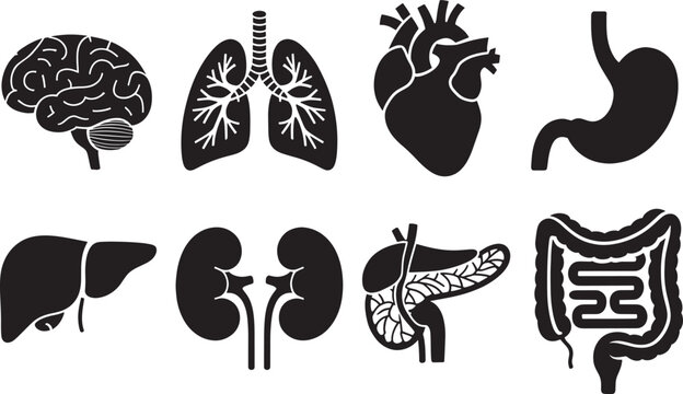 Human internal organs brain lungs heart stomach liver kidneys pancreas intestines anatomy flat icon set.