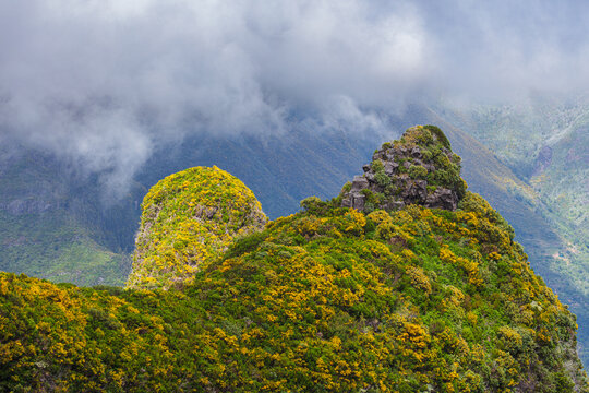 Spring on the isle of Madeira; mountain landscape colored yellow by flowering broom (Cytisus scoparius) bushes
