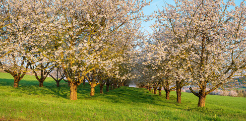 Naklejka premium Streuobstwiese mit blühenden Kirschbäumen im Frühling, Franken, Bayern, Deutschland