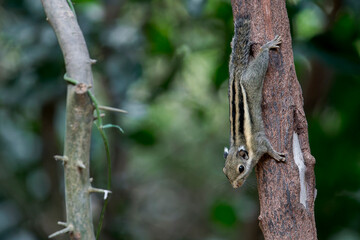Fototapeta premium Himalayan Striped Squirrel on a branch in Thailand, Asia.