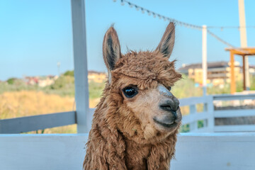 Fototapeta premium Close-up of a brown alpaca, showing its face and woolly neck.