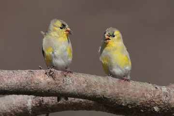 Fototapeta premium Goldfinches in spring in sunny weather and fighting with other species of spring birds