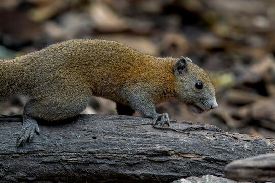 Grey-bellied Squirrel lies on a branch in Thailand, Asia.