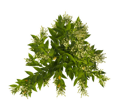 Flowering bush isolated on transparent background. Flowering shrub isolated on transparent background. top view flower bush shrub isolated on white background. Flowering bush PNG. Flowering shrub PNG