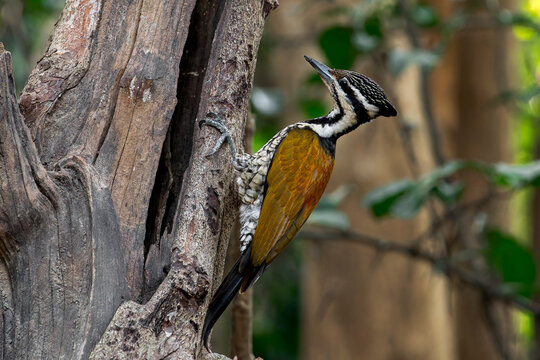 A Common Flameback female on a tree in Thailand, Asia.