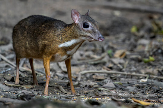 Cute Lesser Mouse-deer stands still on the ground in Thailand, Asia.