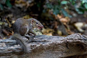 Obraz premium Northern Treeshrew on a branch in Thailand, Asia.