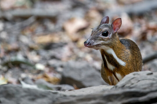 Cute Lesser Mouse-deer stands still behind a log in Thailand, Asia.